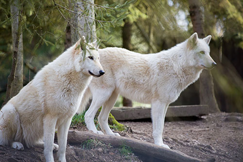 canon70-300_sample_001.jpg