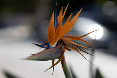 canon_Rf85f12_sample_001.jpg