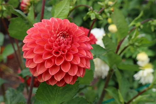 canon_powershotG5XMk2_sample001.jpg