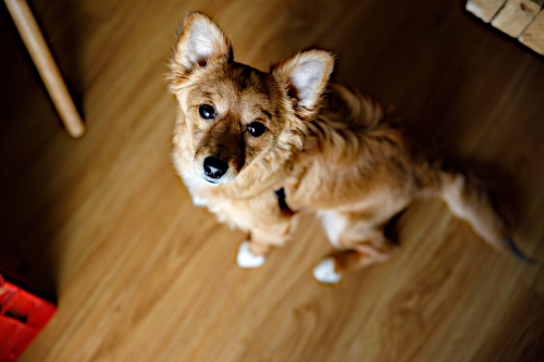 canon_rf24-70f2_sample01.jpg