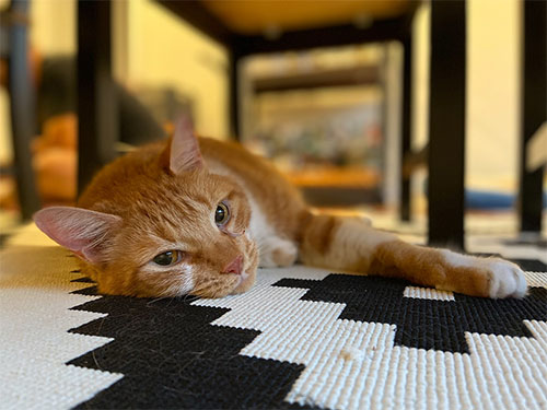 iphone11_sample002.jpg