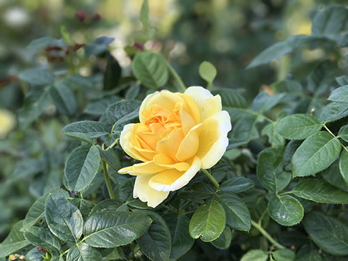 iphone7plus_sample001.jpg