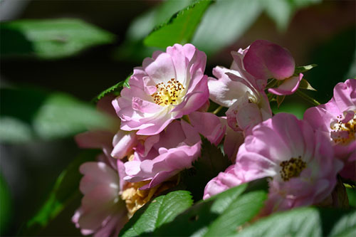 nikon_z24-200_sample001.jpg
