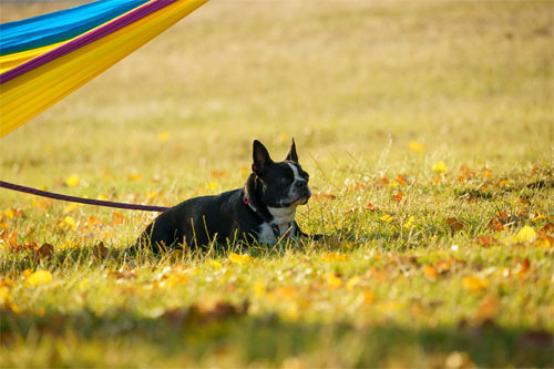 sigma_100-400dgdnos_sample001.jpg
