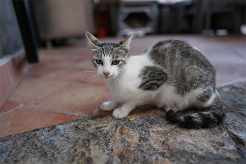 sony_ef24f14_sample_001.jpg
