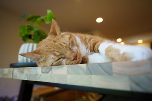 sony_fe12-24f28gm_sample_001.jpg