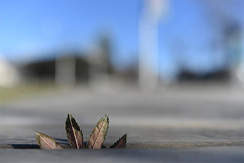tamron_35f14_sample_001.jpg