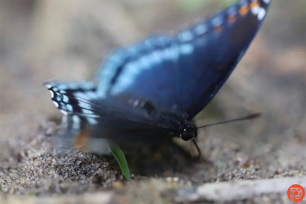 EOSR3_AF_butterfly_pg_001.jpg