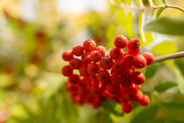 fuji_XF23mmF14LMWR_sample_dpr_001.jpg