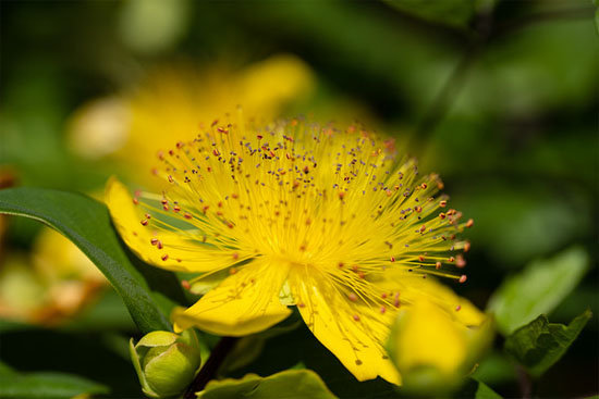 nikon_ZMC105f28VRS_sample_dpr_001.jpg
