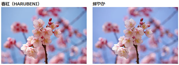 ricoh_c-imageSP4_HARUBENI_002.jpg