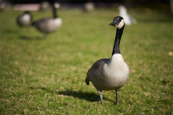 sony_FE70-200mmF28GMOSSII_sample_dpr_001.jpg